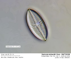 navicula_reinhardtii__grun_-__ref_tv0128.jpg