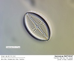 navicula_sp__ref_tv0147.jpg