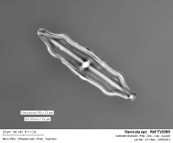navicula_spc___ref_tv0383.jpg