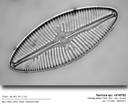 navicula_spc__ref_40762.jpg