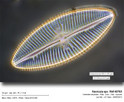 navicula_spc__ref_40763.jpg