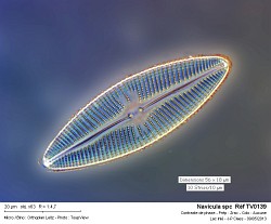 navicula_spc__ref_tv0139.jpg