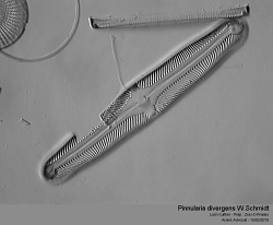 pinnularia_divergens_wschmidtl.jpg