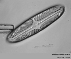 pinnularia_divergens_wsmith.jpg