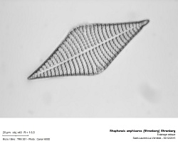 rhaphoneis_amphiceros_ehrenberg_ehrenberg.jpg