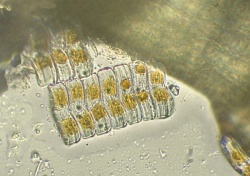 tmp_1074-2016-01-02 21-38-29 (B,Radius8,Smoothing4)-181946963.JPG